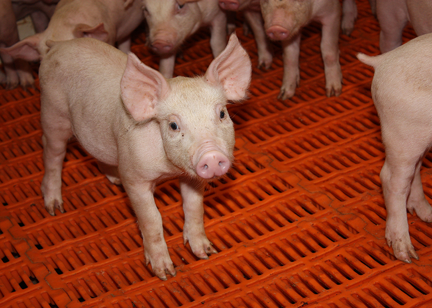 Cash Feeder Pig Prices Average 48.54, Up 2.13 Last Week Pork Business